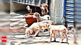 Stray Dog Menace: Lack of Animal Birth Control Centres in Municipalities | Hyderabad News - Times of India
