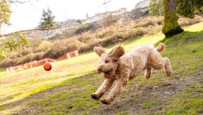 Little Girl Morphs Into Spider Woman To Retrieve Goldendoodle's Lost Ball