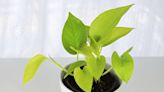 5 Types of Pothos to Choose From for Your Next Low-Maintenance Houseplant