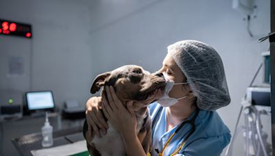 ¿Cuándo es el Día Mundial del Veterinario y por qué tiene dos fechas?