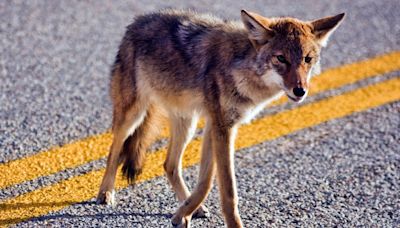 Coyotes in Tampa? Here's what to do if you see them