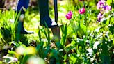 The cheap buy that will revive your garden after the heat & how to apply it