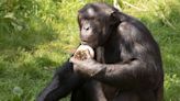 Edinburgh Zoo chimpanzee returns to troop after testicular surgery following deadly fight