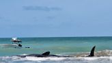 Sperm whale dies after beaching along Florida's Gulf Coast