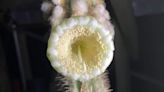 Rising seas cause 1st US plant extinction; rare Key Largo cactus gone
