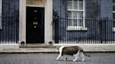 Larry the Downing Street cat's fate revealed as Keir Starmer becomes PM – but there's a major problem