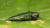 60 to 80 Aberdeen ash trees to be removed this year to limit emerald ash borer problems