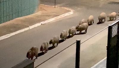 Wild Capybaras Shock Woman by Lining Up Single File and Marching Past Her House at Night