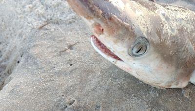 'Cocaine Sharks' Discovered in Brazil Raise Alarm Over Ocean Pollution