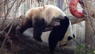 2 new giant pandas are returning to Washington's National Zoo from China by the end of the year