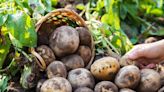 How to grow your own potatoes at home