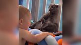 Dad Captures Hilarious Moment Cat Hides In Plain Sight From Curious Baby