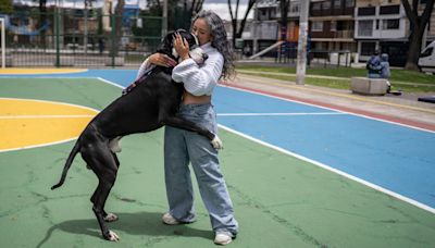 El auge de las mascotas en Colombia causa problemas de convivencia: “A usted la detestan por su perro”