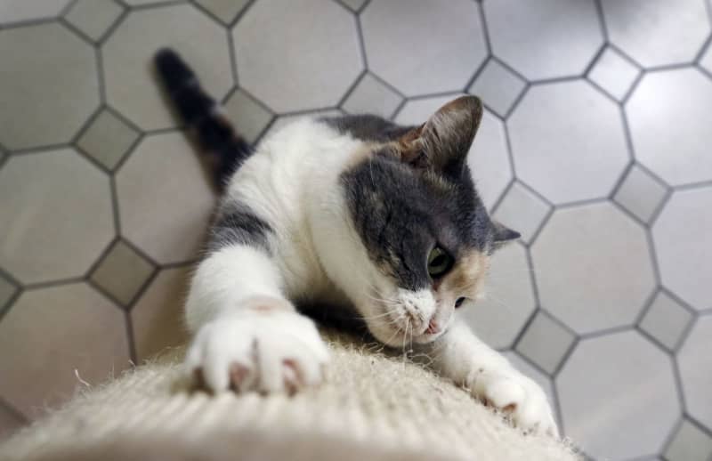 Scientists pinpoint strategies to stop cats from scratching furniture