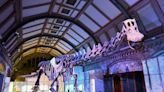 El titanosaurio, uno de los dinosaurios más grandes que pisaron la tierra