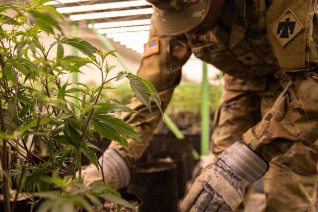 Marijuana Reclassification Unlikely to Mean Any Changes for Troops and Veterans, at Least for Now