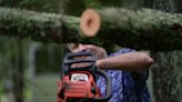 Hurricane Idalia's wrath scars 'The Tree Capital of the South': Perry, Florida