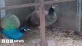 Lonely peahen Penny in Nottinghamshire finds love after rescue