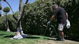 Why more and more Americans are painting their lawns