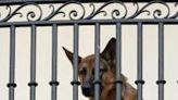 Political dogfight: White House slams call for Biden pooch to be shot