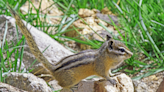 Chipmunk native to New Mexico could soon be protected by feds as population dwindles