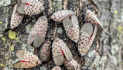 'Trap trees' and other ways scientists recommend killing spotted lanternflies in Connecticut