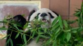 Oldest panda in Mexico dies at zoo on her 35th birthday