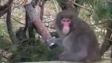 Rescue team respond to fresh sighting of escaped monkey in Scottish Highlands