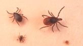 Local expert explains the new and old dangers with tick season in New England