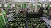 Comerciantes mexicanos denuncian subida del 40 % en precio del aguacate por la violencia