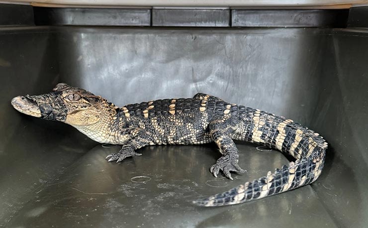 Missing alligator found alive in Kansas City after more than 10 days