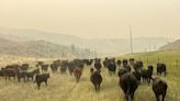 Interior ranchers critical of B.C. Wildfire Service response to 'monster' blaze near Spences Bridge