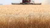 Canadian farmers cut wheat plantings, government says