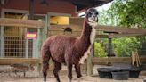 19-year-old alpaca dies Thursday at Brevard Zoo after battling chronic kidney disease