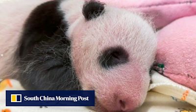 Hong Kong panda cub shows off her strong hind legs ahead of 1-month celebration