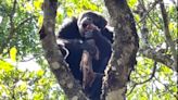 Alpha chimp steals eagle's dinner in 'surreal and exhilarating' forest encounter
