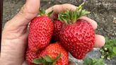 ON COOKING: It's strawberry season