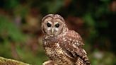 Feds propose killing nearly 500,000 'invasive' owls to save Calif. native owls