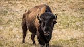 Alleged Yellowstone Bison Kicker Arrested, Injured After Animal Confrontation