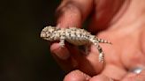 New endangered listing for rare lizard could slow oil and gas drilling in New Mexico and West Texas