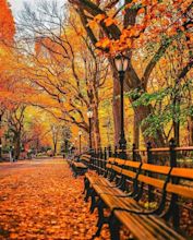 Fall in Central Park 🍂🍁 @mc_gutty | Autumn in new york, Autumn scenery ...