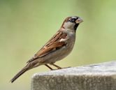 Old World sparrow