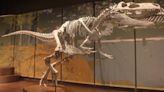 Answer Man: Did dinosaurs roam Asheville land? How many? How long were they here?