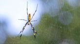 Invasive Jorō spider is surprisingly tolerant of busy urban settings, according to new study