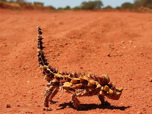 Se parecen a los dragones de Juego de Tronos, pero la mayoría son inofensivos. Estos reptiles son únicos