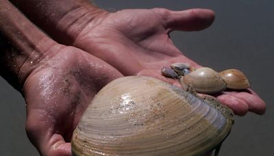 Mom fined $88,000 after her children collected 72 clams — not seashells — at a California beach