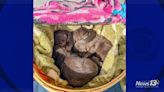 Six otter pups born at Brookgreen Gardens