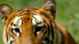 La población de tigres aumenta en la India, donde supera los 3.600 ejemplares