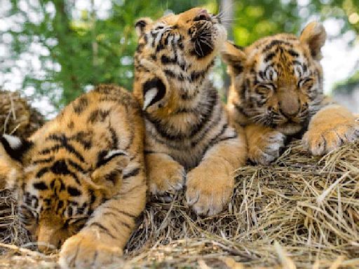 Uttarakhand: Two tiger cubs translocated from Corbett Tiger Reserve killed by leopards in Rajaji Tiger Reserve