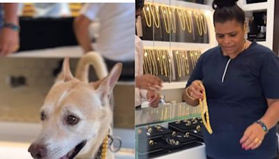 Mumbai Woman Buys Rs 2.5 Lakh Gold Chain For Dog. Don't Believe Us? We Have Proof - News18